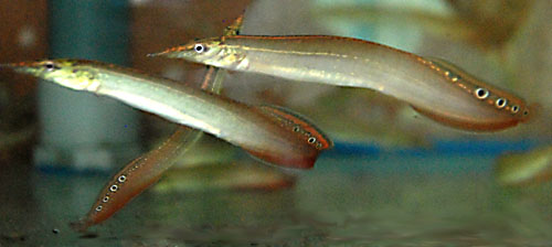 MASTACEMBELUS SP